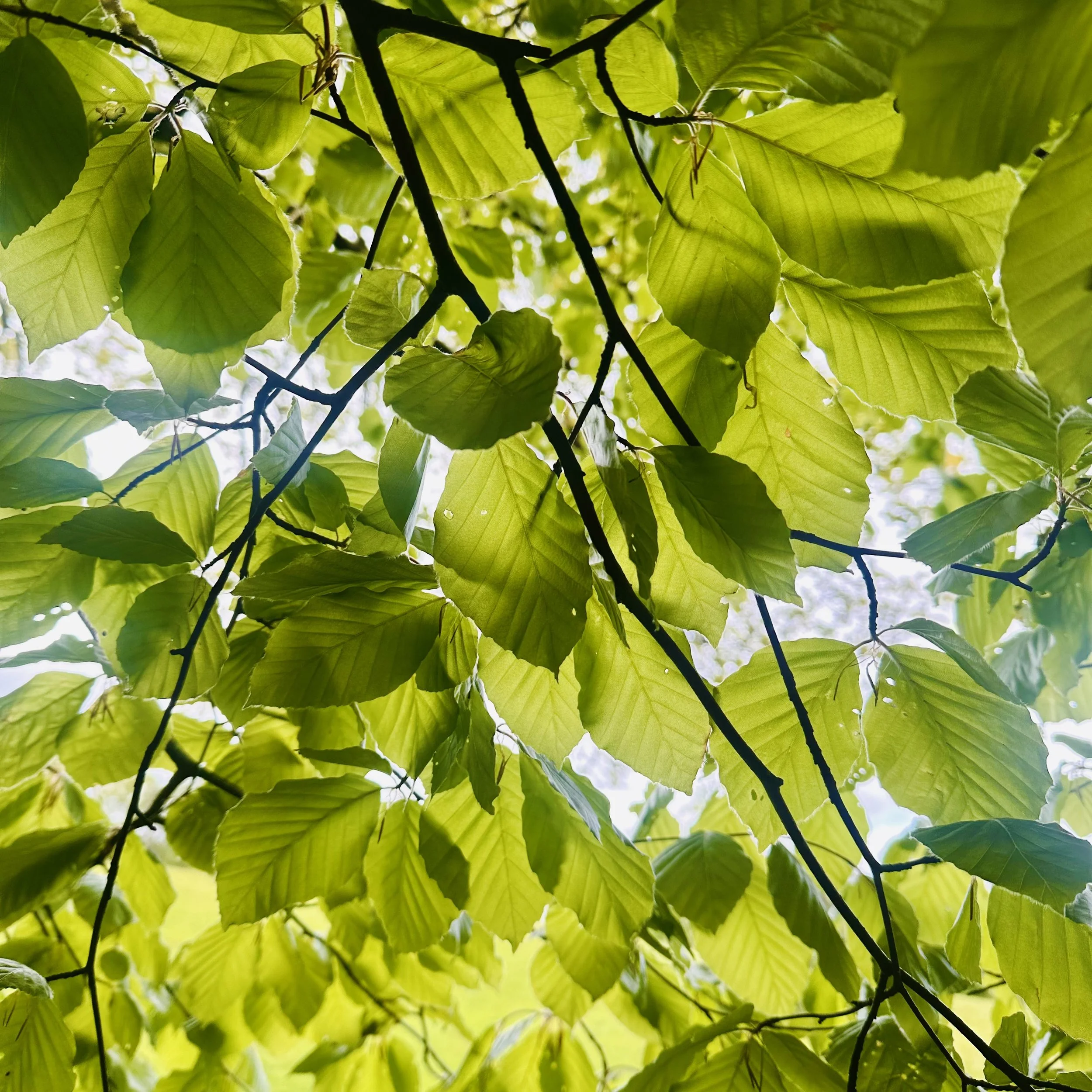 Spring brings new leaves to the trees
