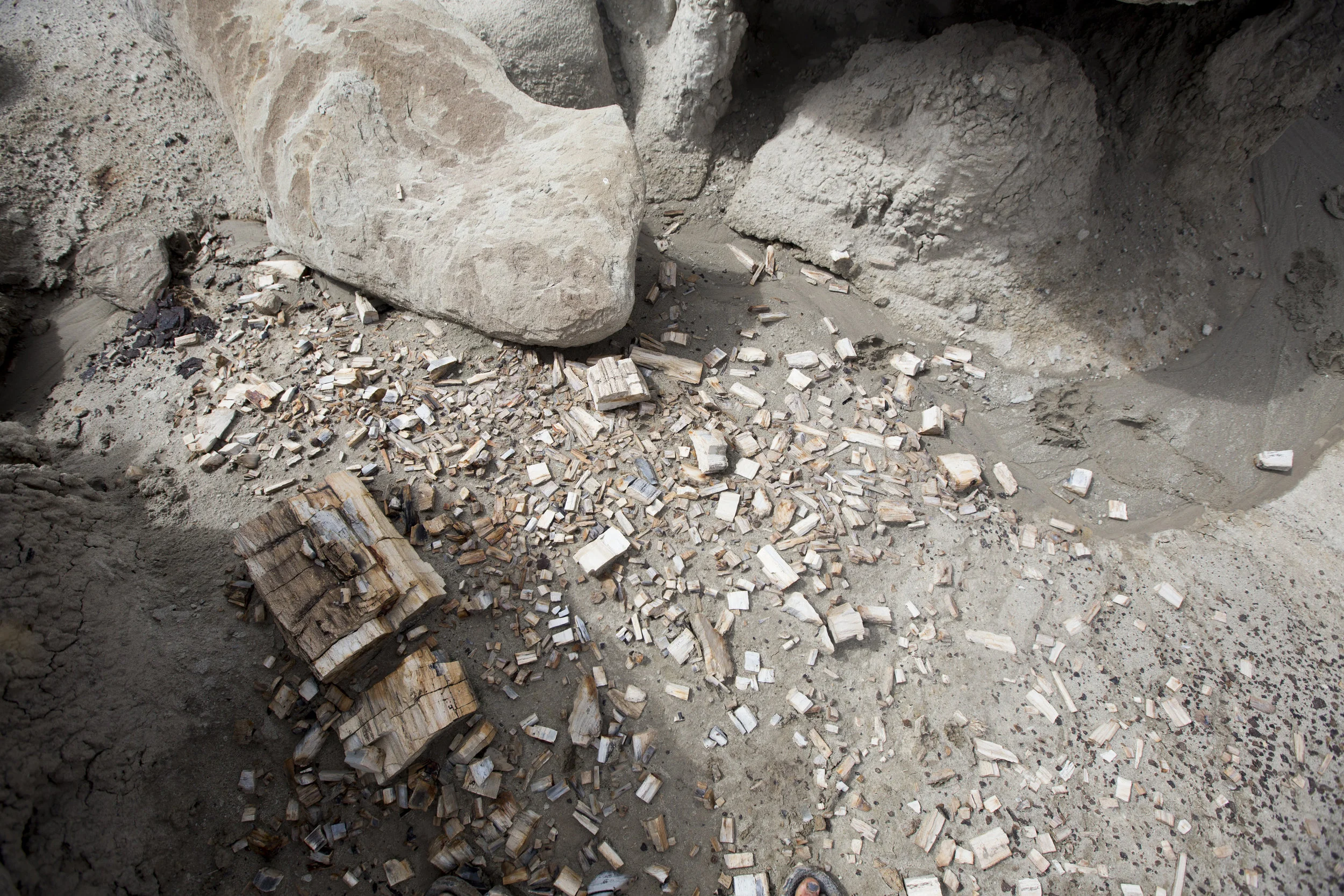IMG_2923.jpg