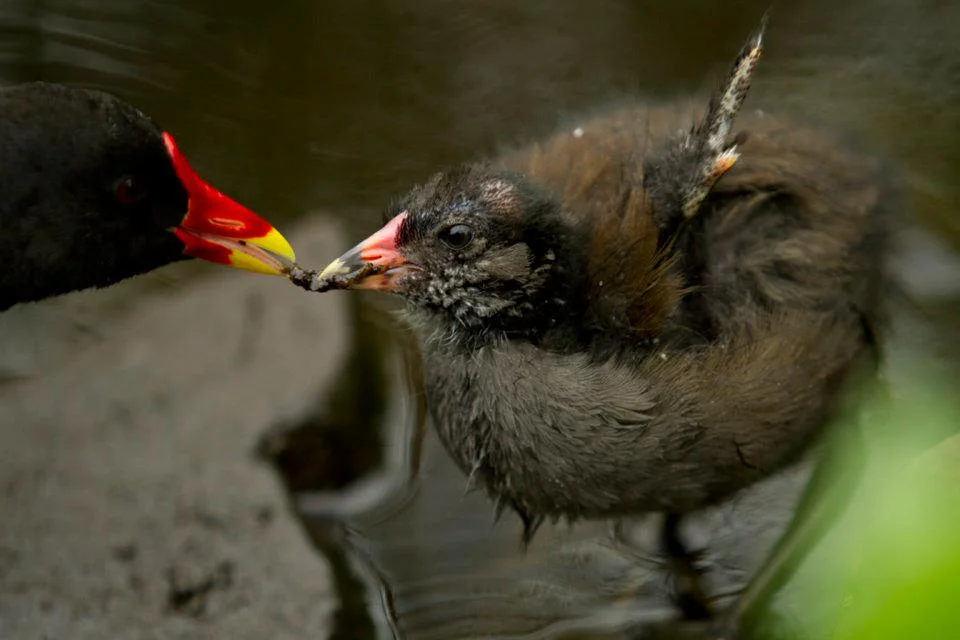 scotlandbirds.jpg