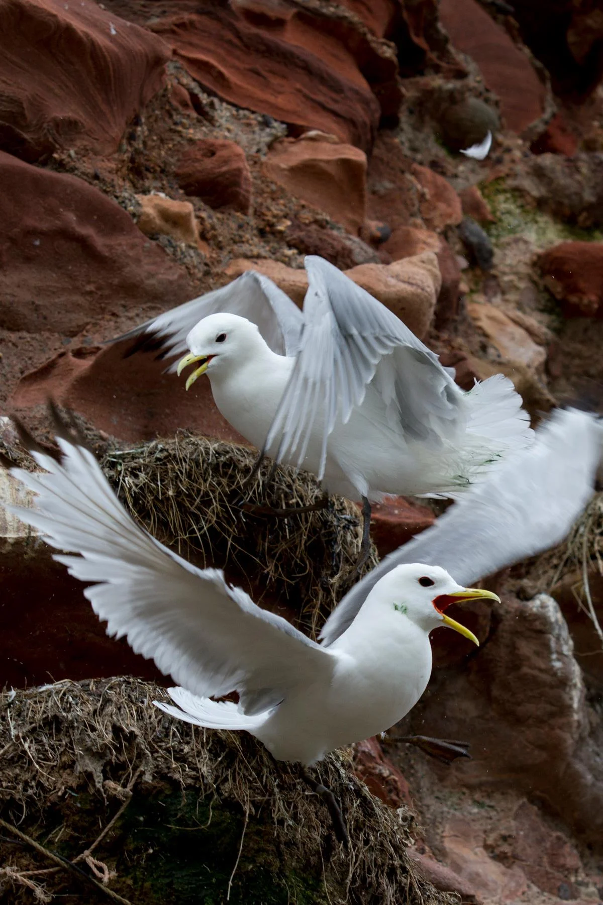 scotlandbird2.jpg