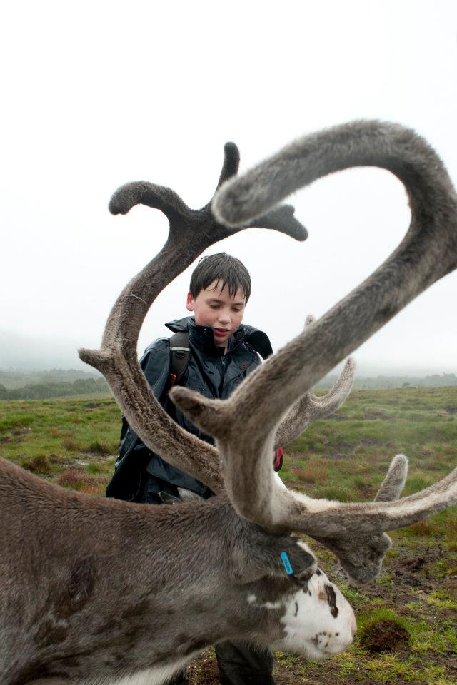 scotlandreindeer1.jpg