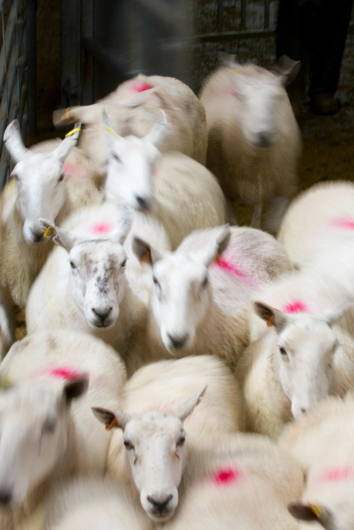 scotlandsheep.jpg