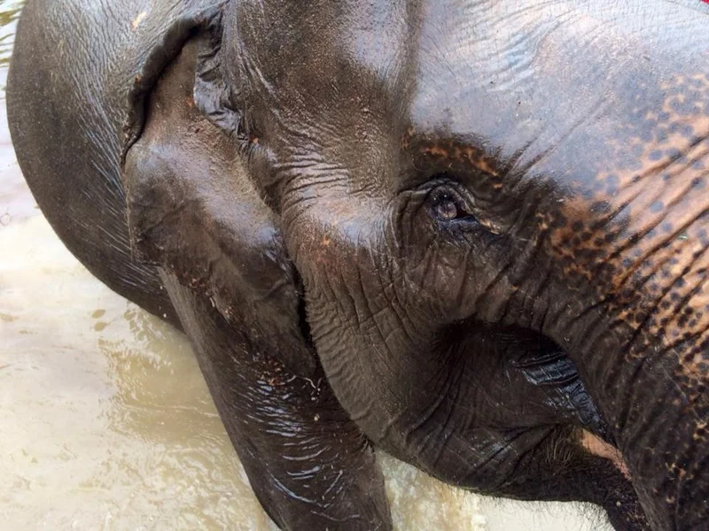 elephant.jpg