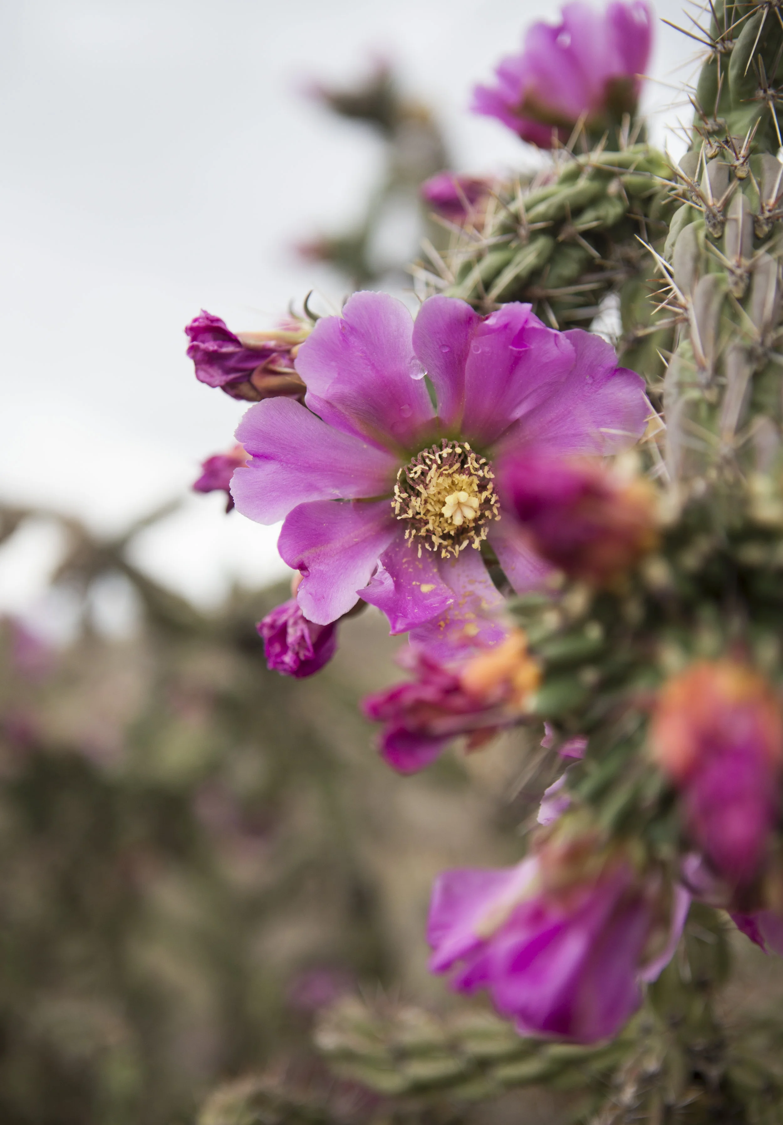 _MG_7441.jpg