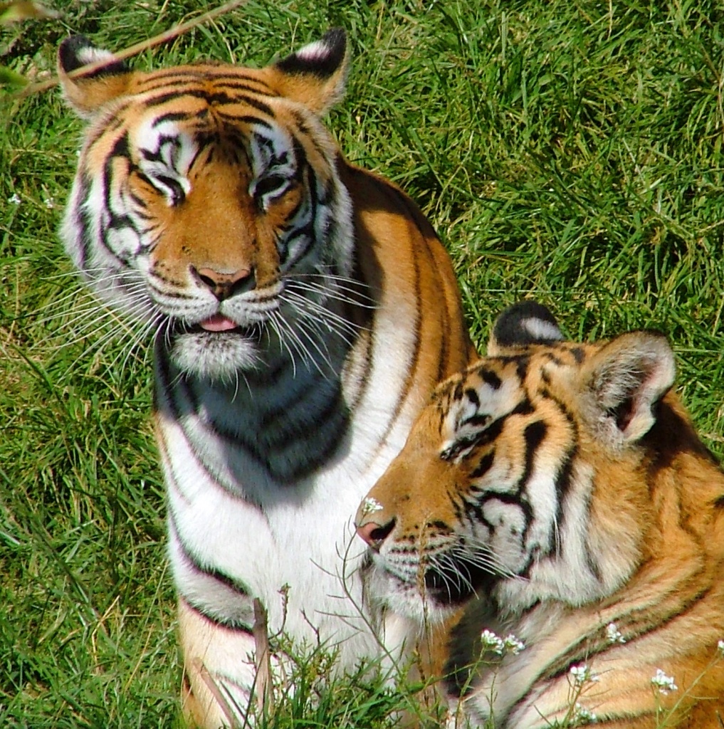 two-tigers-1387062.jpg