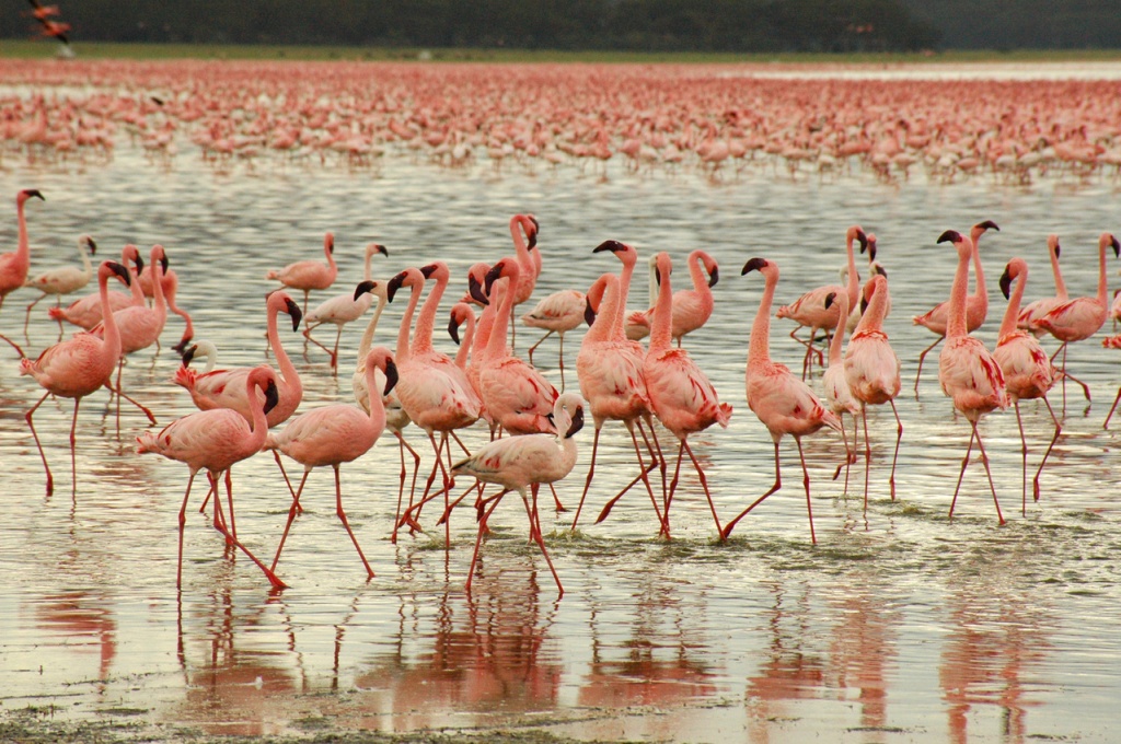 flamingos-1406103-1279x849.jpg