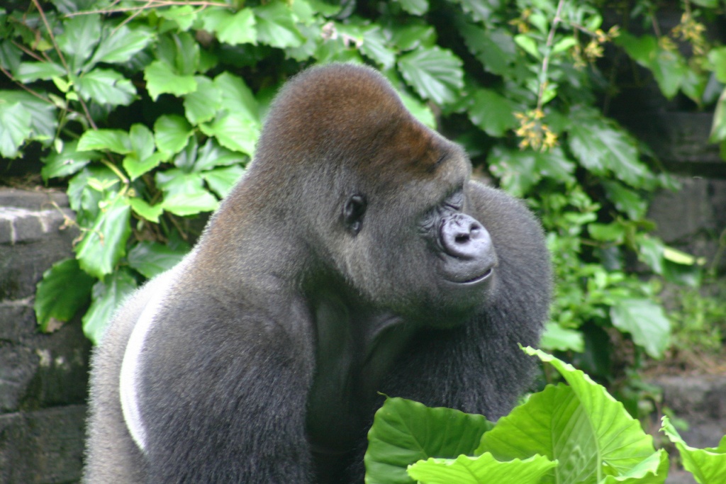 Male-Gorilla.jpg