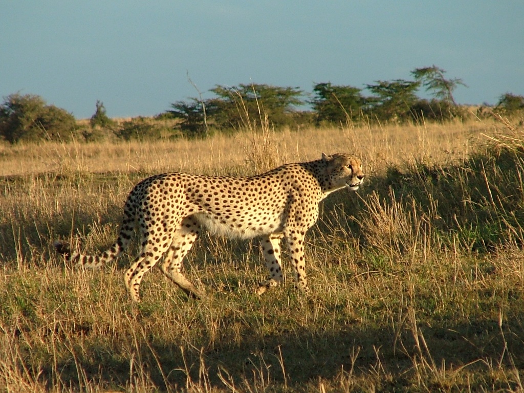 cheetah-1.jpg