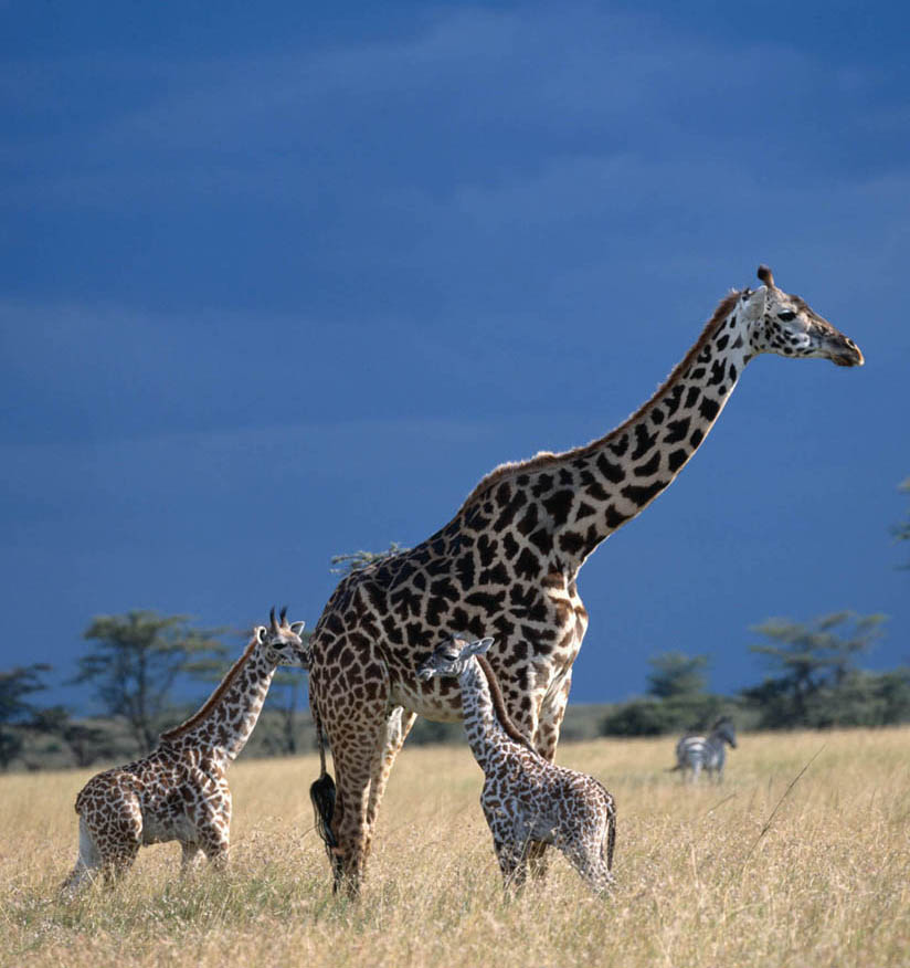 giraffe-small-format-1.jpg