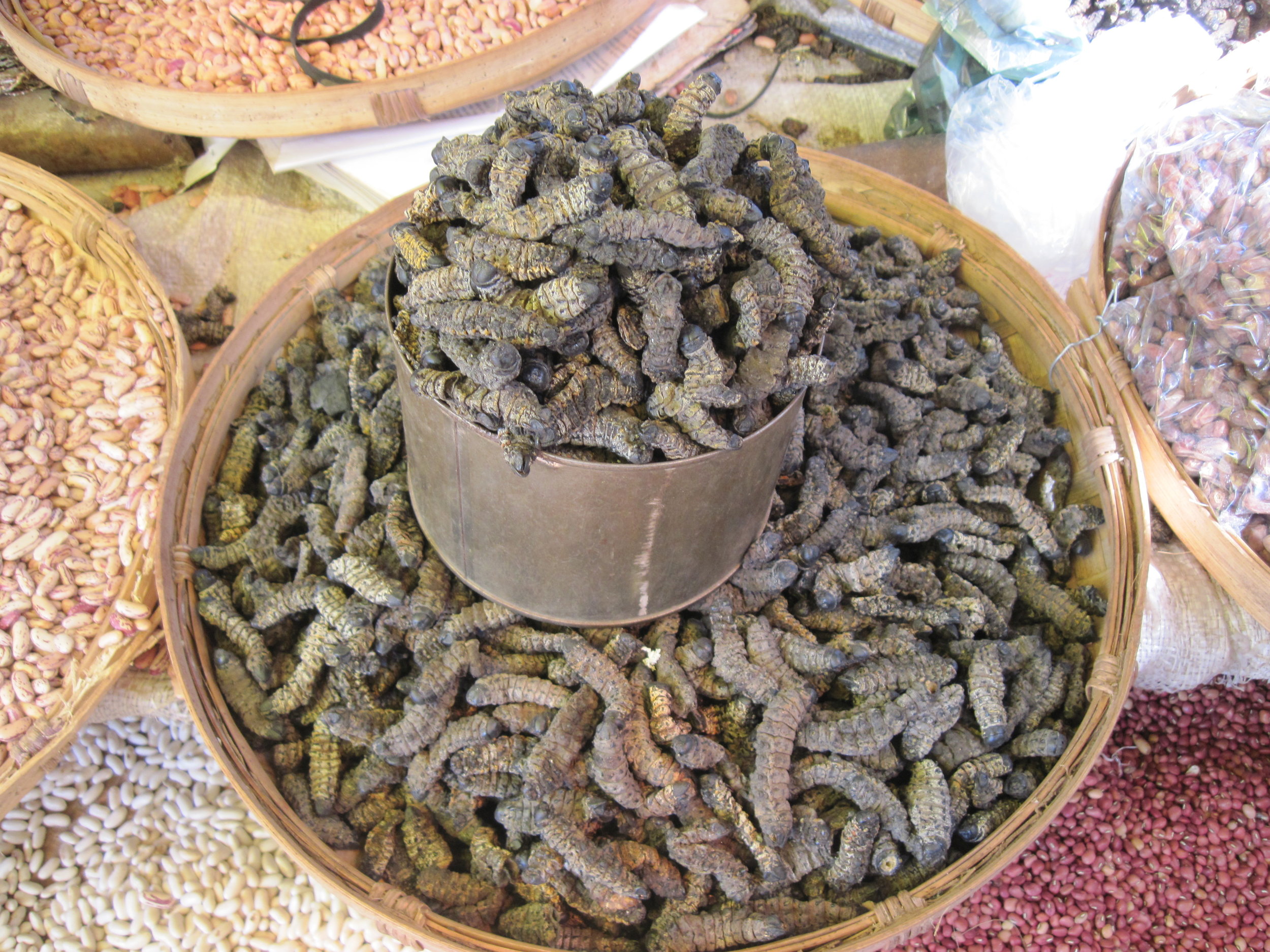 Mopane worms.JPG