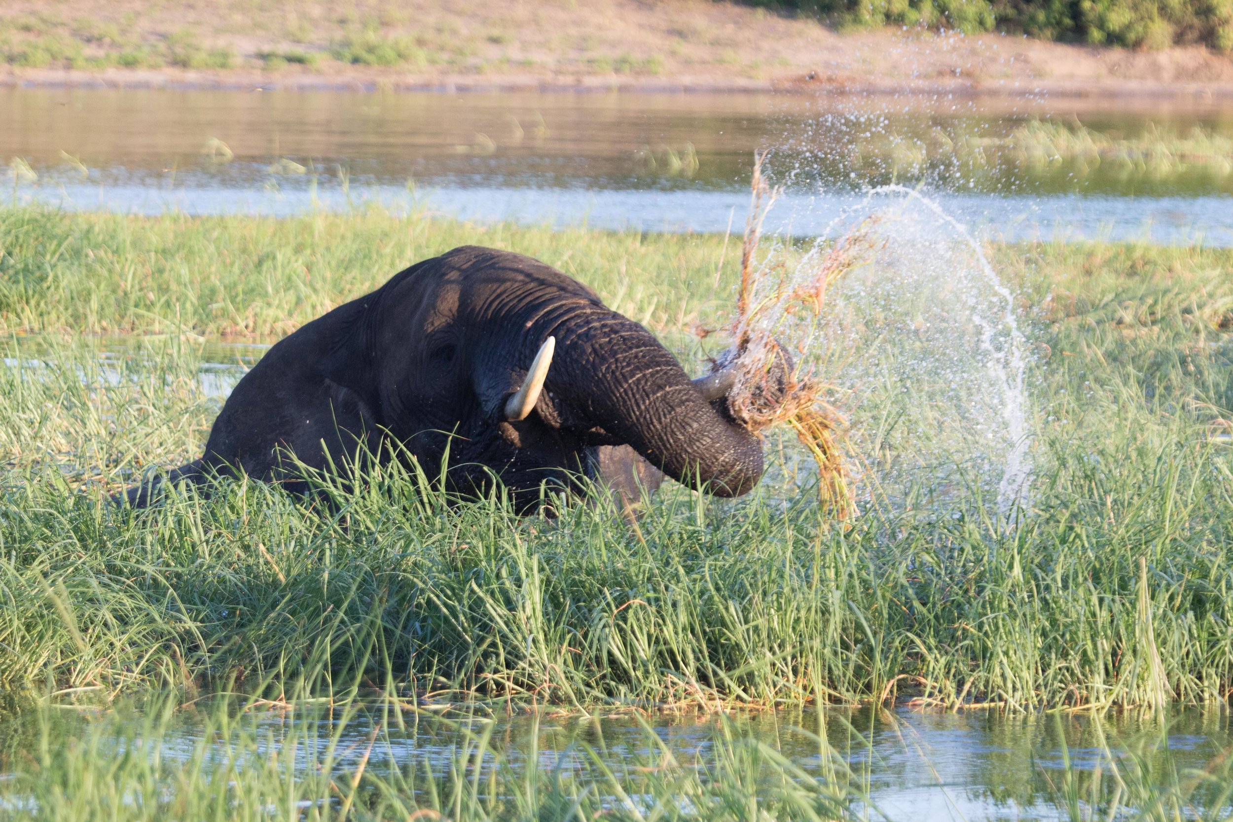 Chobe elephant eating.jpg
