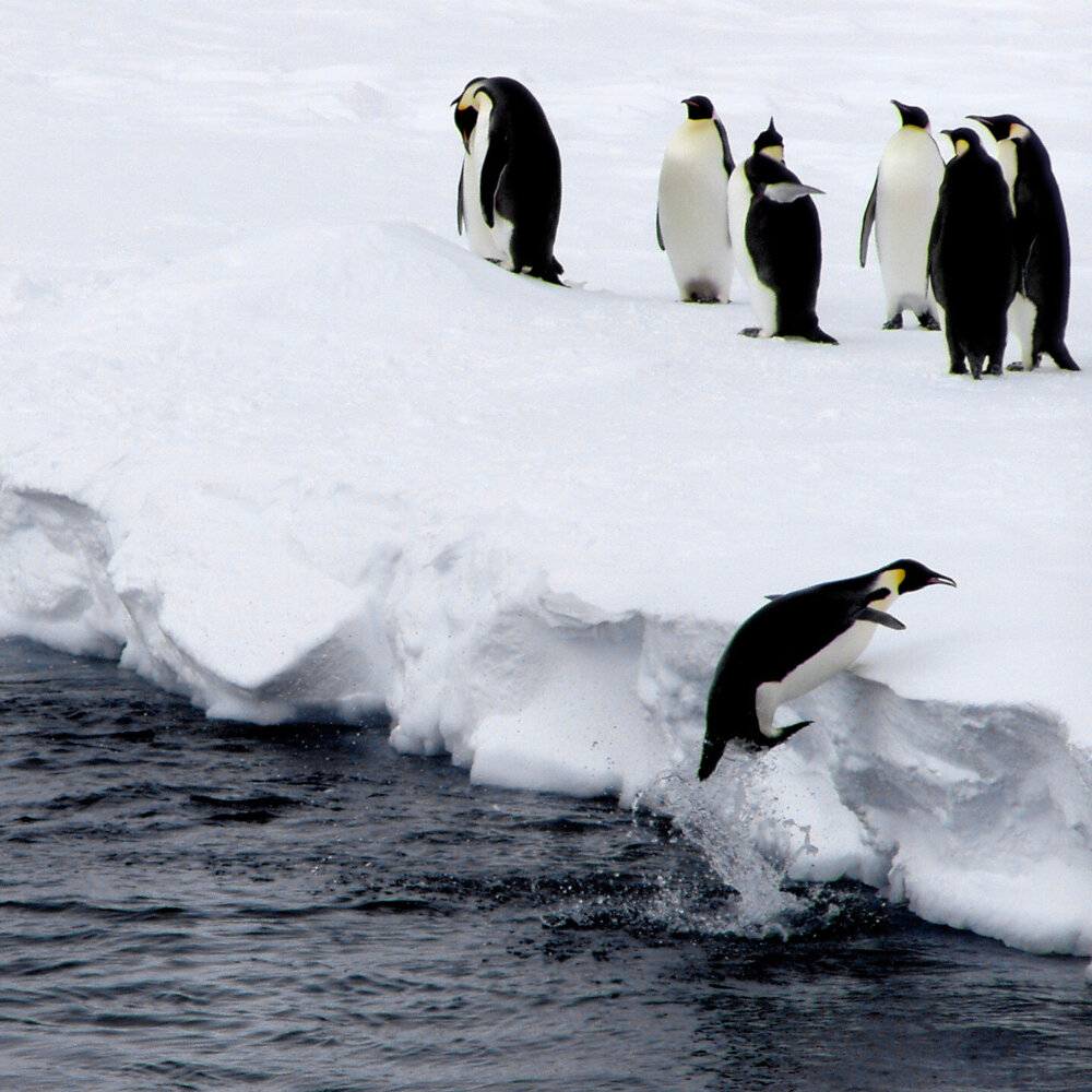 penguin-jump-1357059.jpg