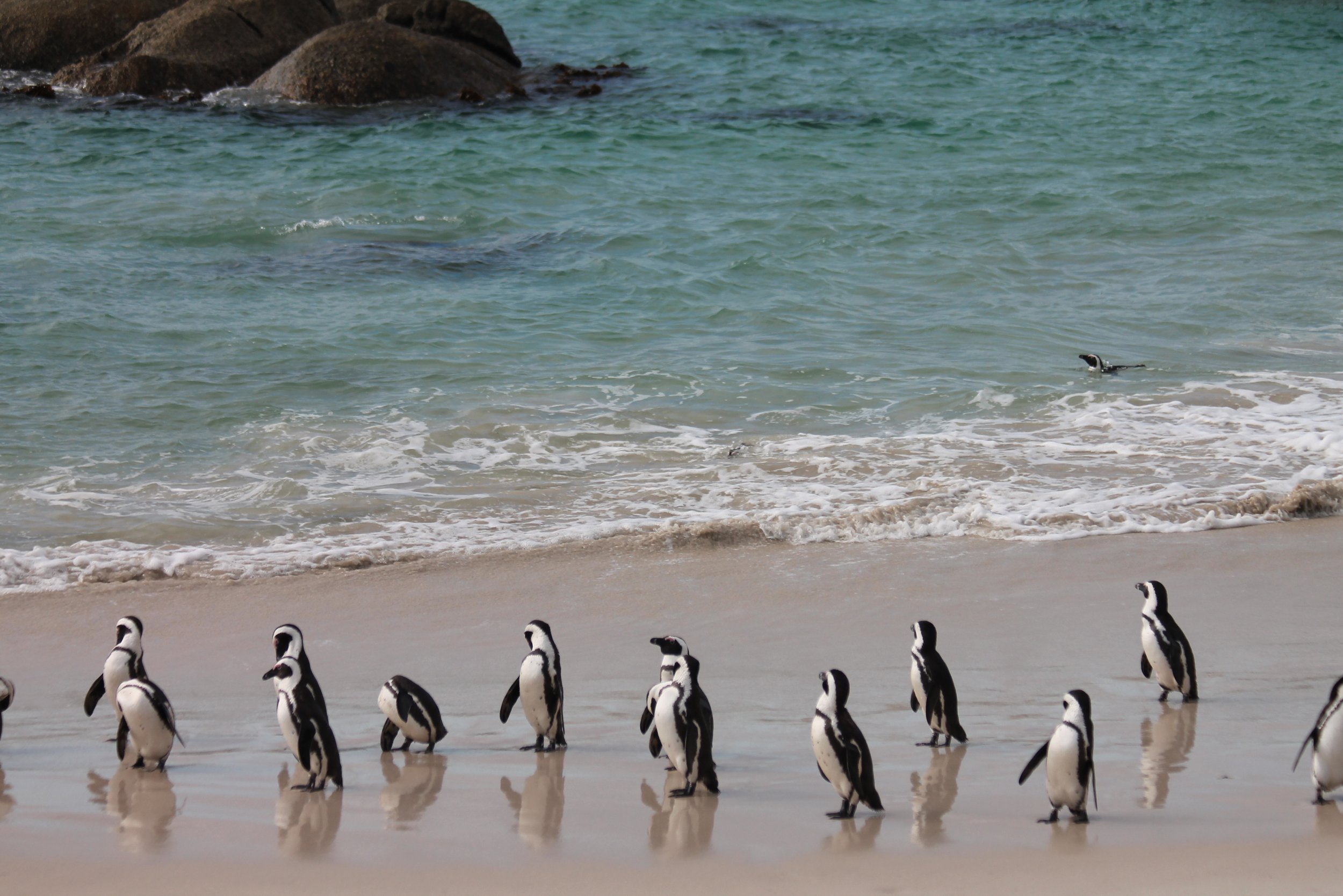 Beach, penguins (6).JPG
