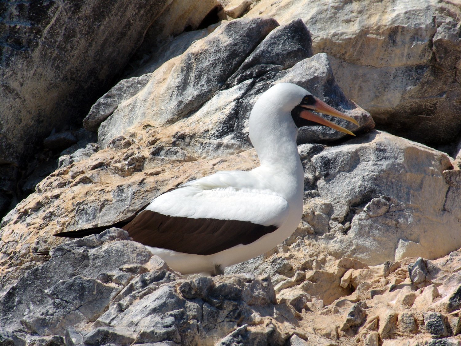 masked-booby-1345421.jpg