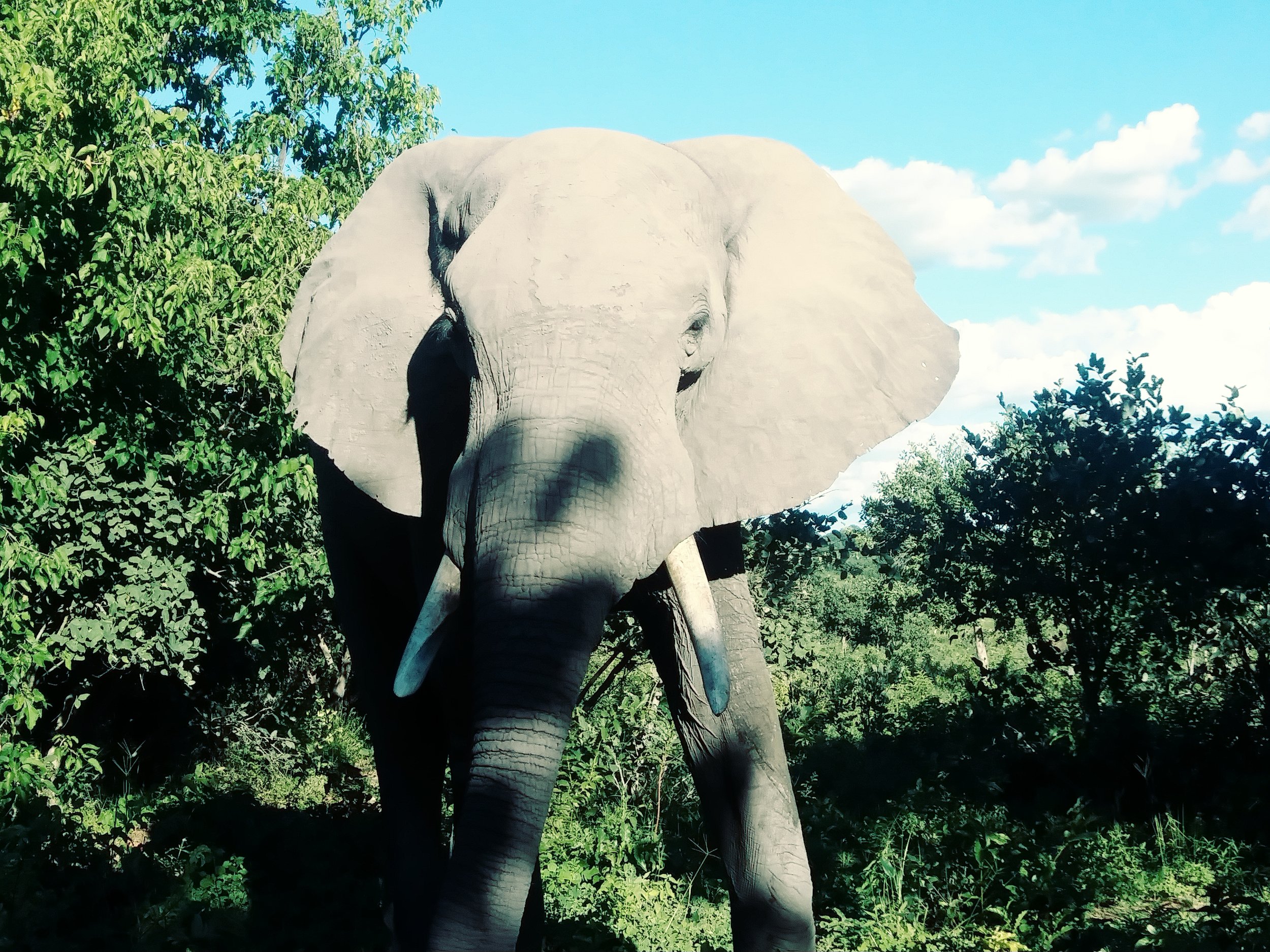 Elephant (4).jpg