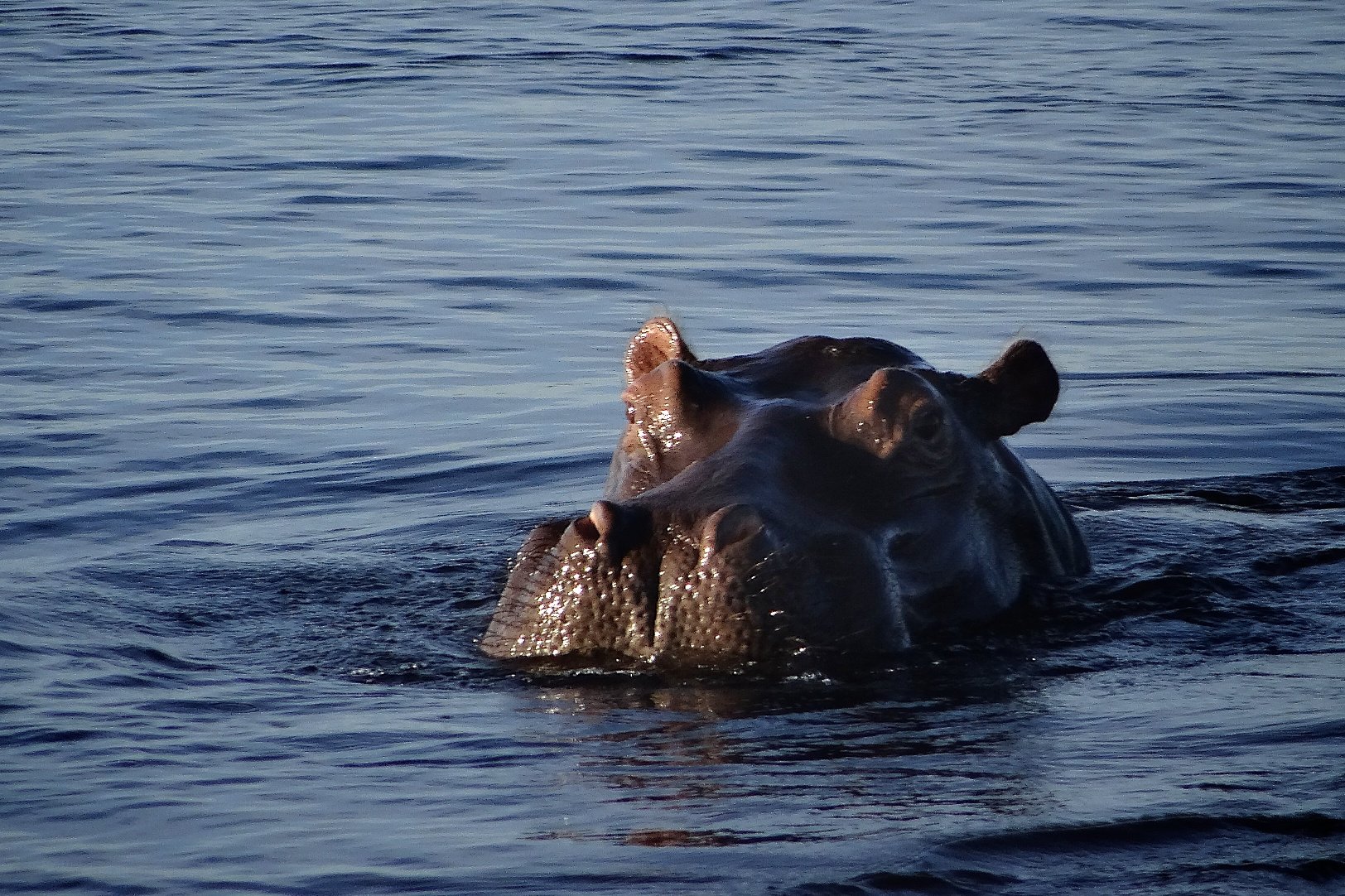 Hippo head BM.jpg