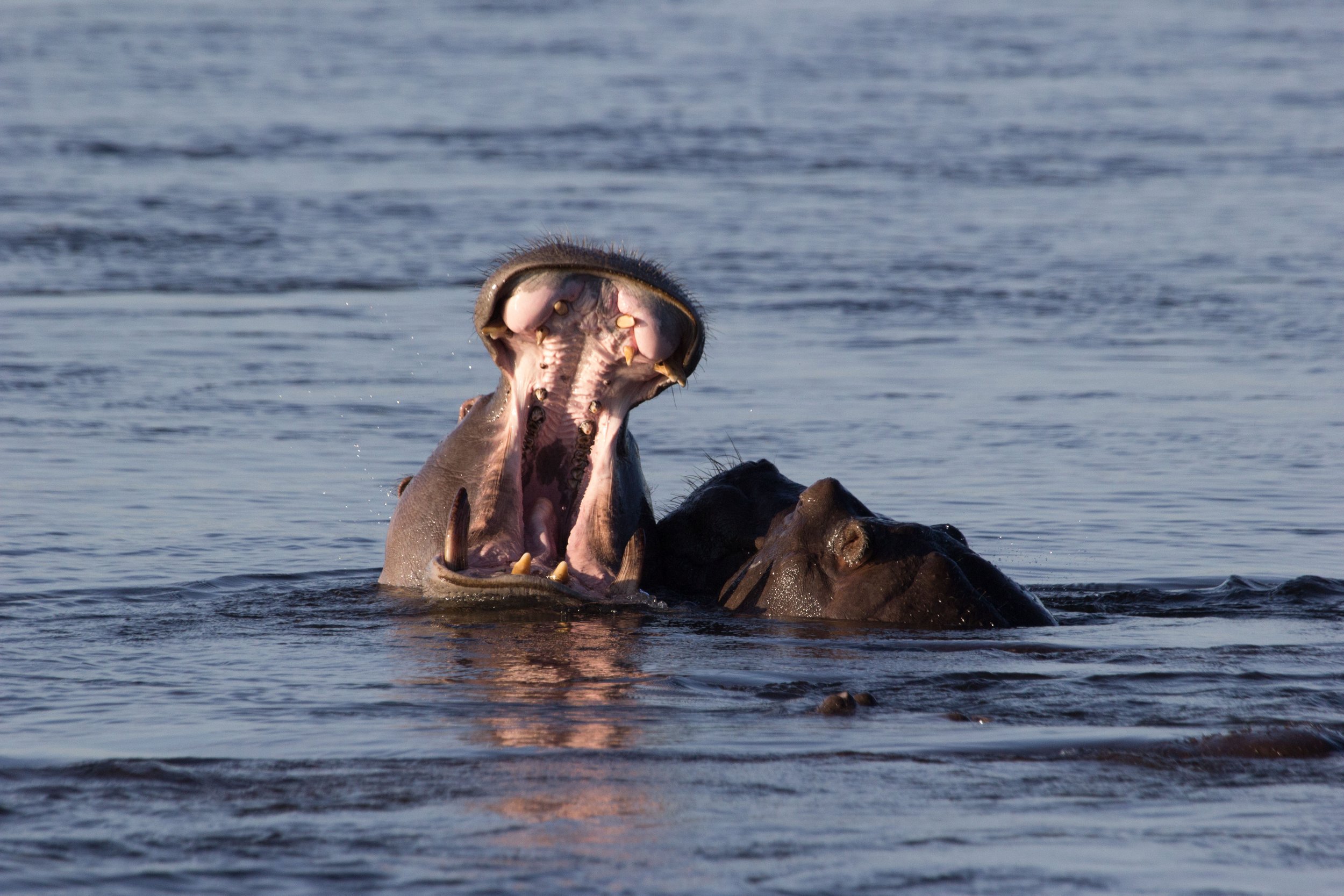 Chobe Hippo.jpg