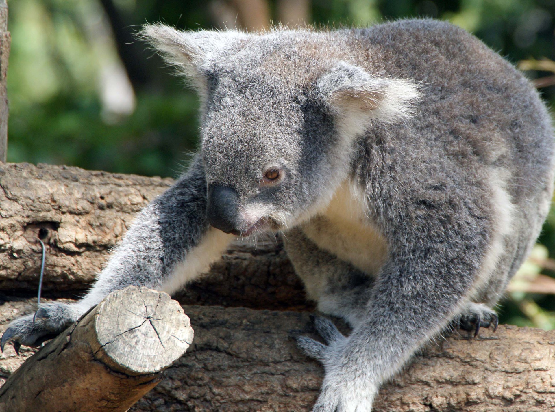 australia2009-2-2600x1932.jpg