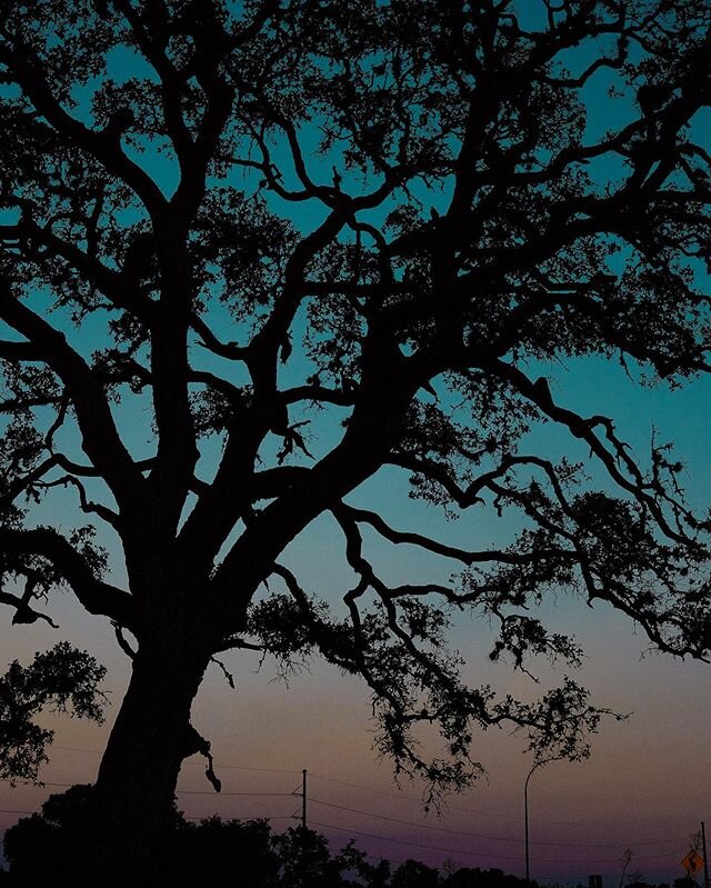 I love this shot for lots of reasons. I love it because of the jewel-toned sunset coming through, I love it because of the haunting pattern of the branches, I love it because it was captured on an especially therapeutic walk, and also (mostly) becaus