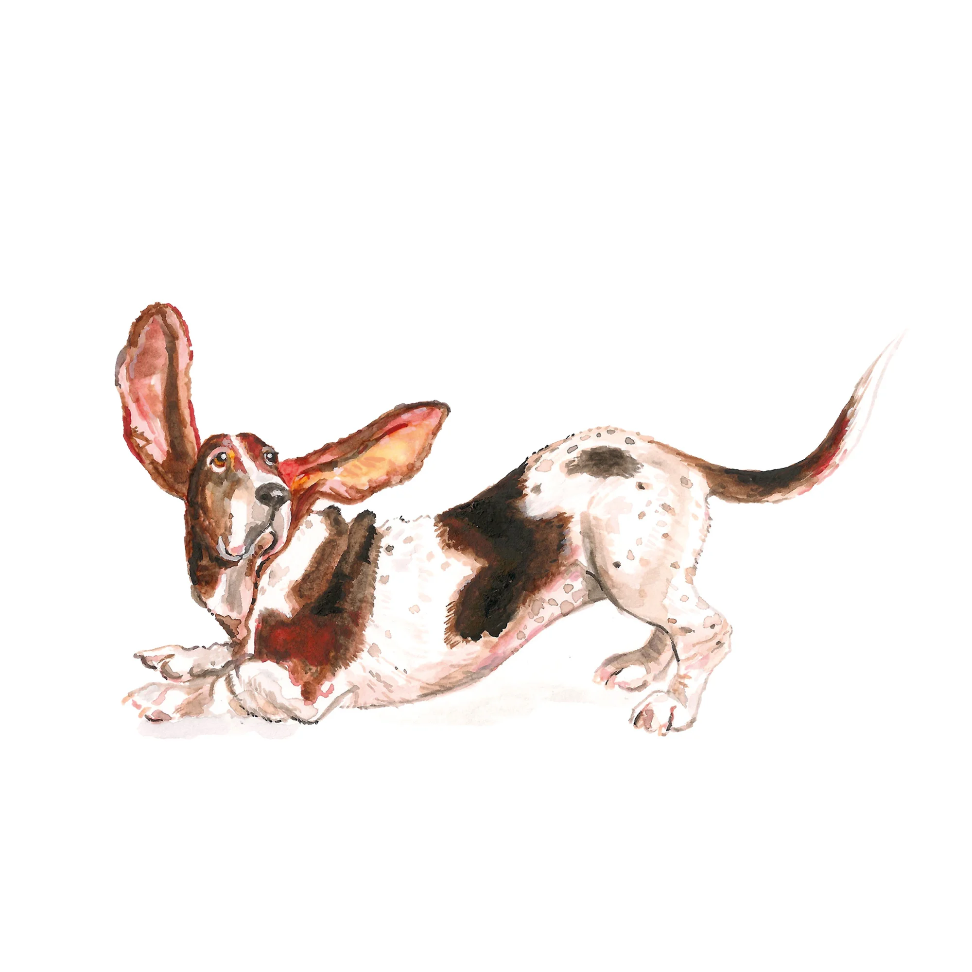 SQUARESPACE BASSET.jpg