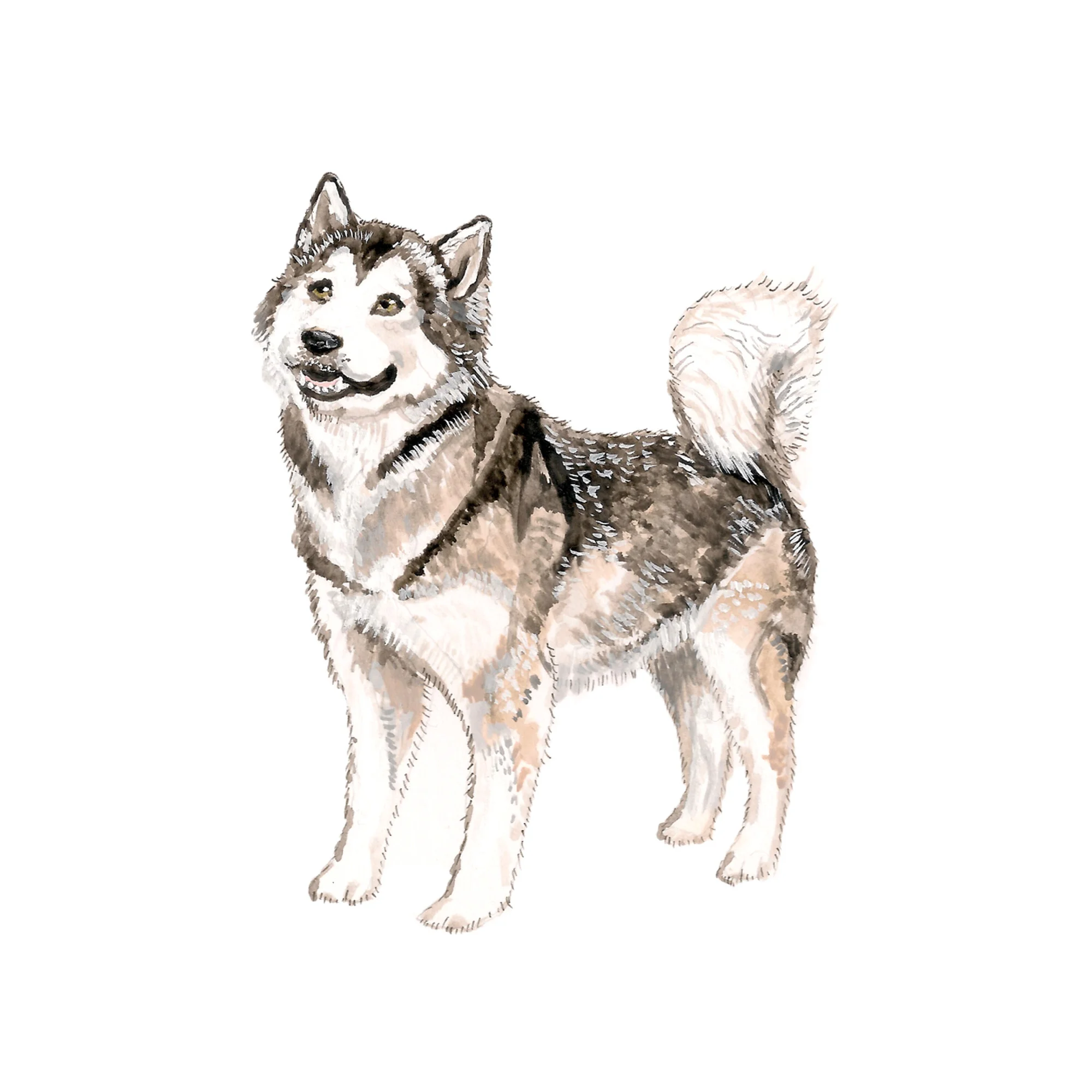SQUARESPACE husky.jpg