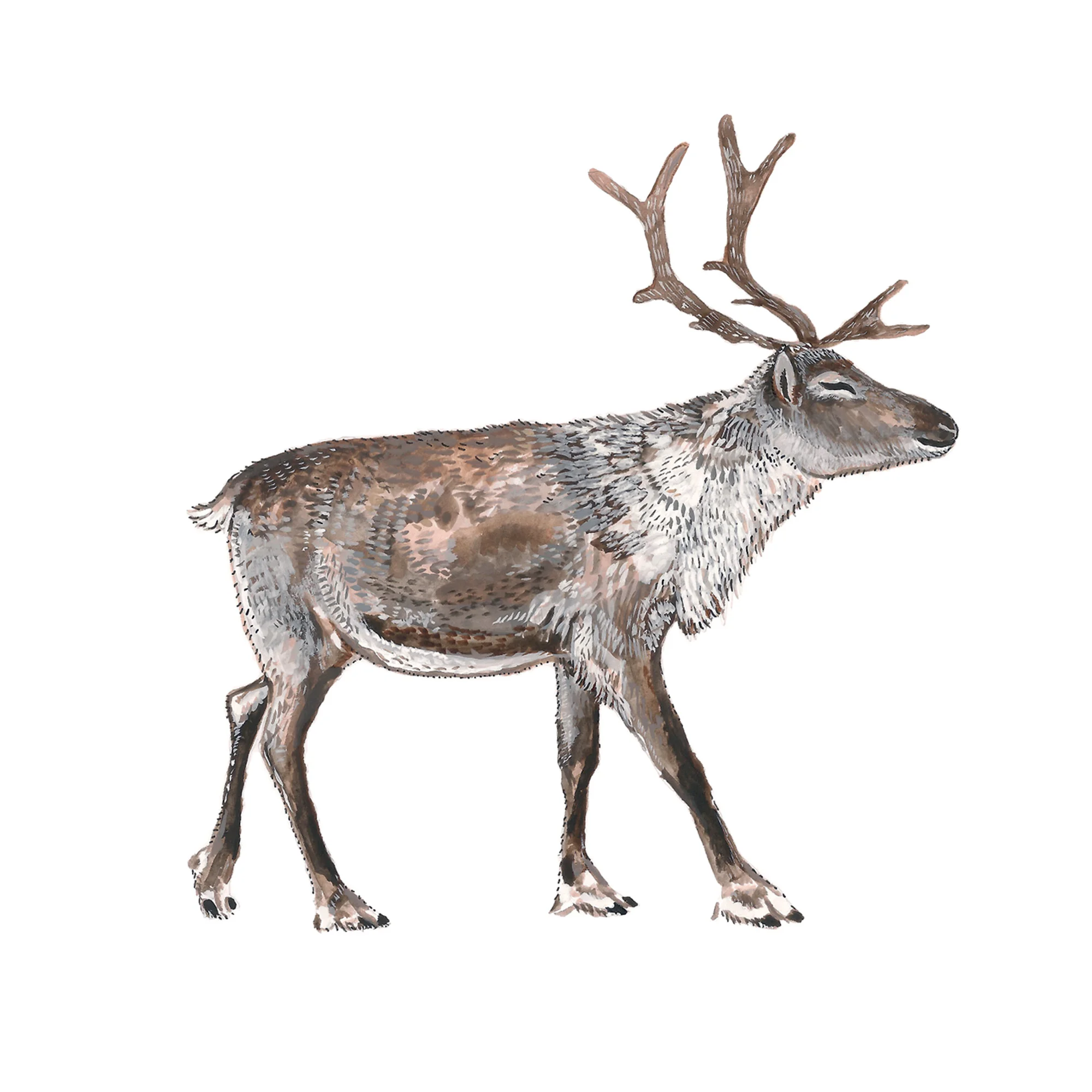 SQUARESPACE deer.jpg