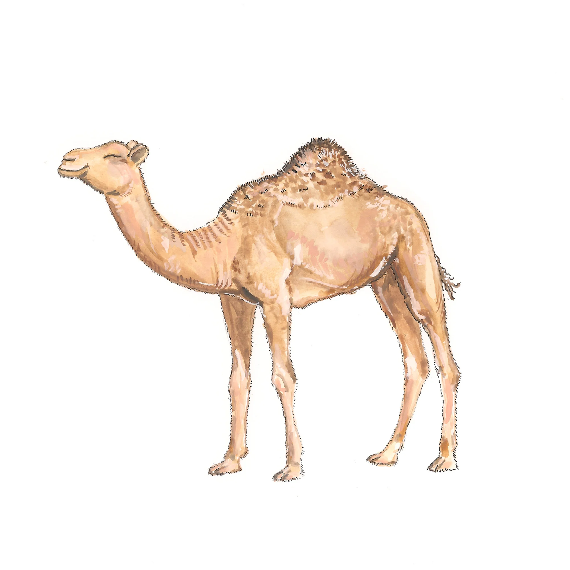 SQUARESPACE camel.jpg