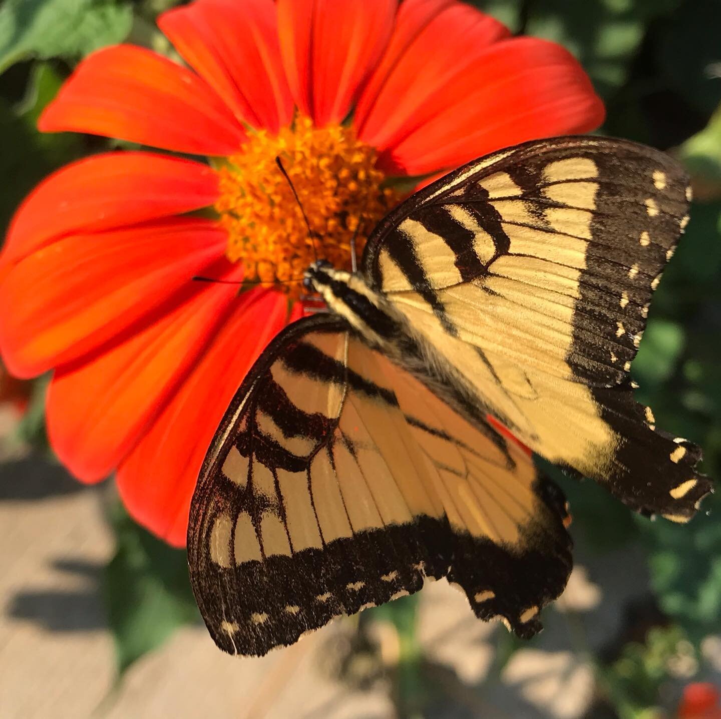 Monarch Butterflies, an endangered species
.
.
.

Monarch butterflies have started descending on our backyard and neighborhood plants. They seem to belong to the family of eastern monarchs which breed in Canada and the Great Plains and winter in Cent