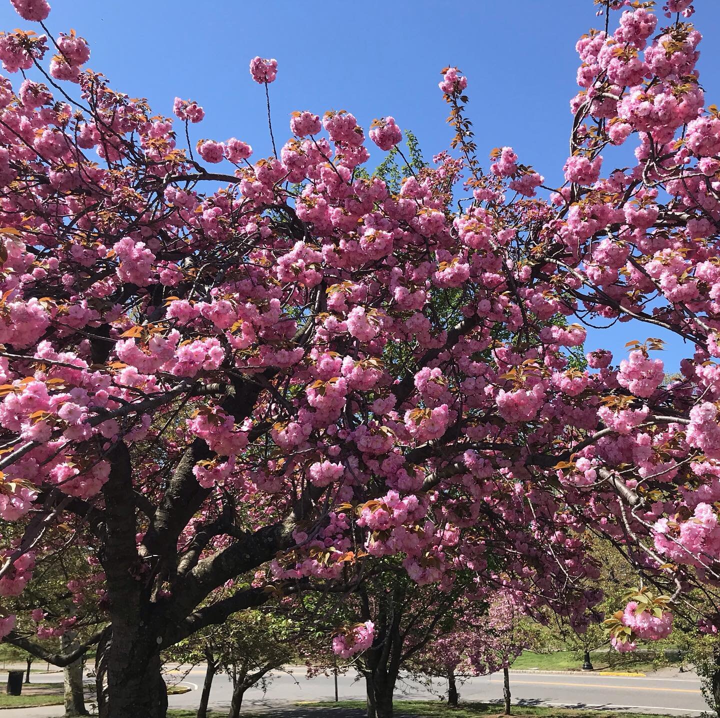 The final phase of the cherry blossom season or Sakura is around us with the late-blooming Kwanzans in full bloom with their deep pink double-blossoms. In another week or so the blossoms would be gone. 
It&rsquo;s this fleeting and transient beauty o