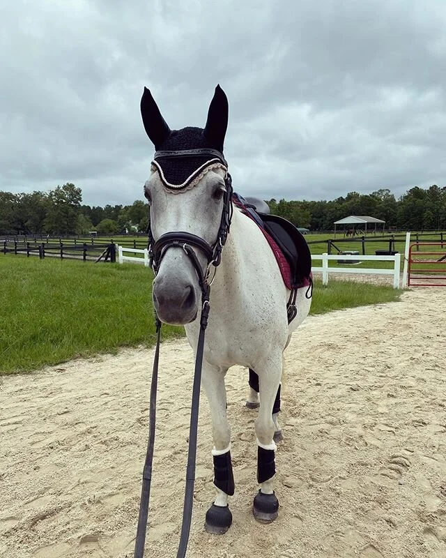 Enjoyed the last days of insanely cool temps this week. It was amazing!🙌 ................... #angloarab #dressagehorse #equestrian #dressagesportboots #pferd #lemieux #sporthorse #horse #grey #mare