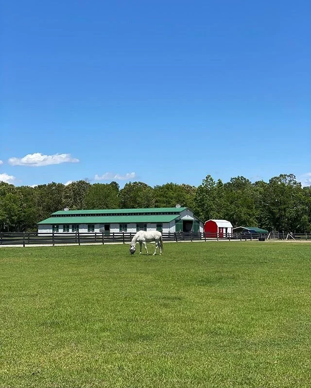 Veterinary appointment tomorrow to check and ultrasound some swelling in Flirt&rsquo;s leg around her tendon. Praying for something very minor!
.
.
#horses #horsefarm #equestrian #sporthorse #dressage #mare