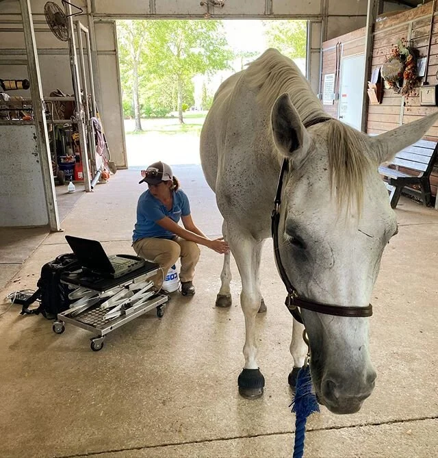 So grateful to our wonderful veterinarian for her thorough care! Ultrasound for a possible suspensory injury went well and we are in the clear, thank goodness!! Two weeks of rest and then I can slowly bring her back into work. We can deal with that f