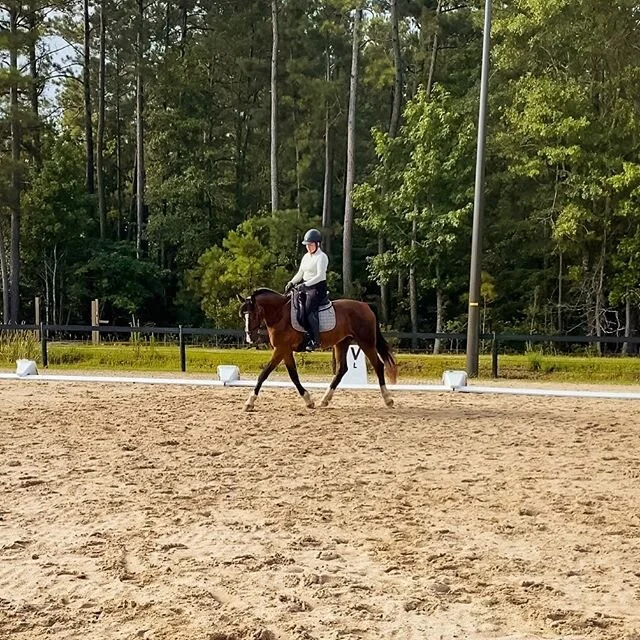 Superstar Kennedy in our lesson with Carol Bishop this weekend.⭐️ A Big thank you to my wonderful friend and client @rgrey11805 for entrusting me with his training.❤️ Love this little guy!!
*
*
*
#bestclients #fouryearsold #kwpn #younghorse #dressage
