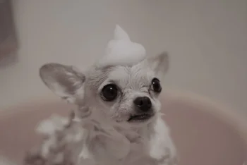 Chihuahua.jpeg