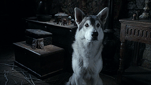 Confused+Direwolf.gif