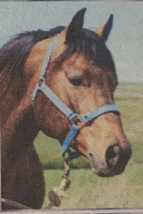 Wheatley Horses