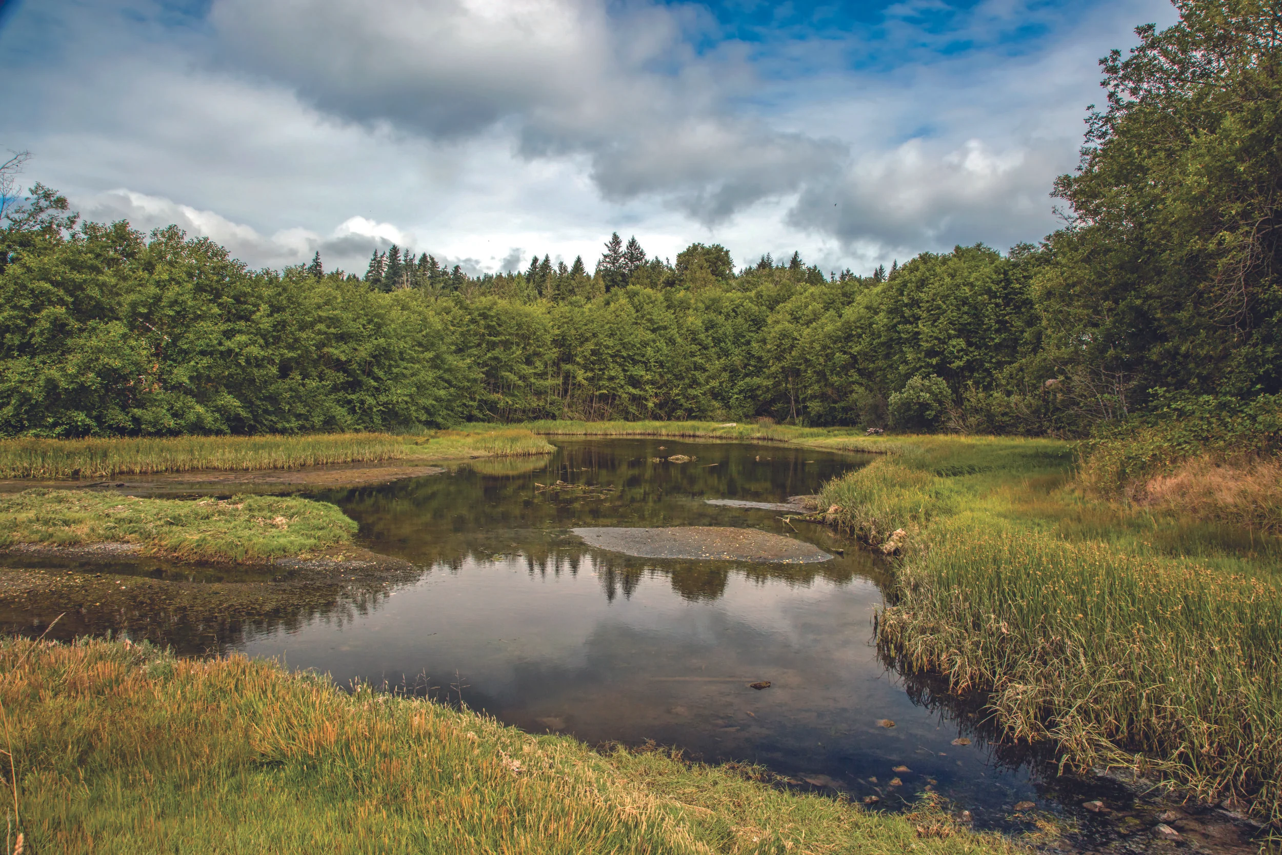 Schel Chelb lagoon and saltmarsh are named for a south-island Suquamish winter village destroyed a century ago by an earthquake. The name also refers to the creek that replenishes the man-made estuary and beach habitat, and to the small park on Rich Passage. Photograph from Natural Bainbridge's Wetlands chapter by Paul Brians