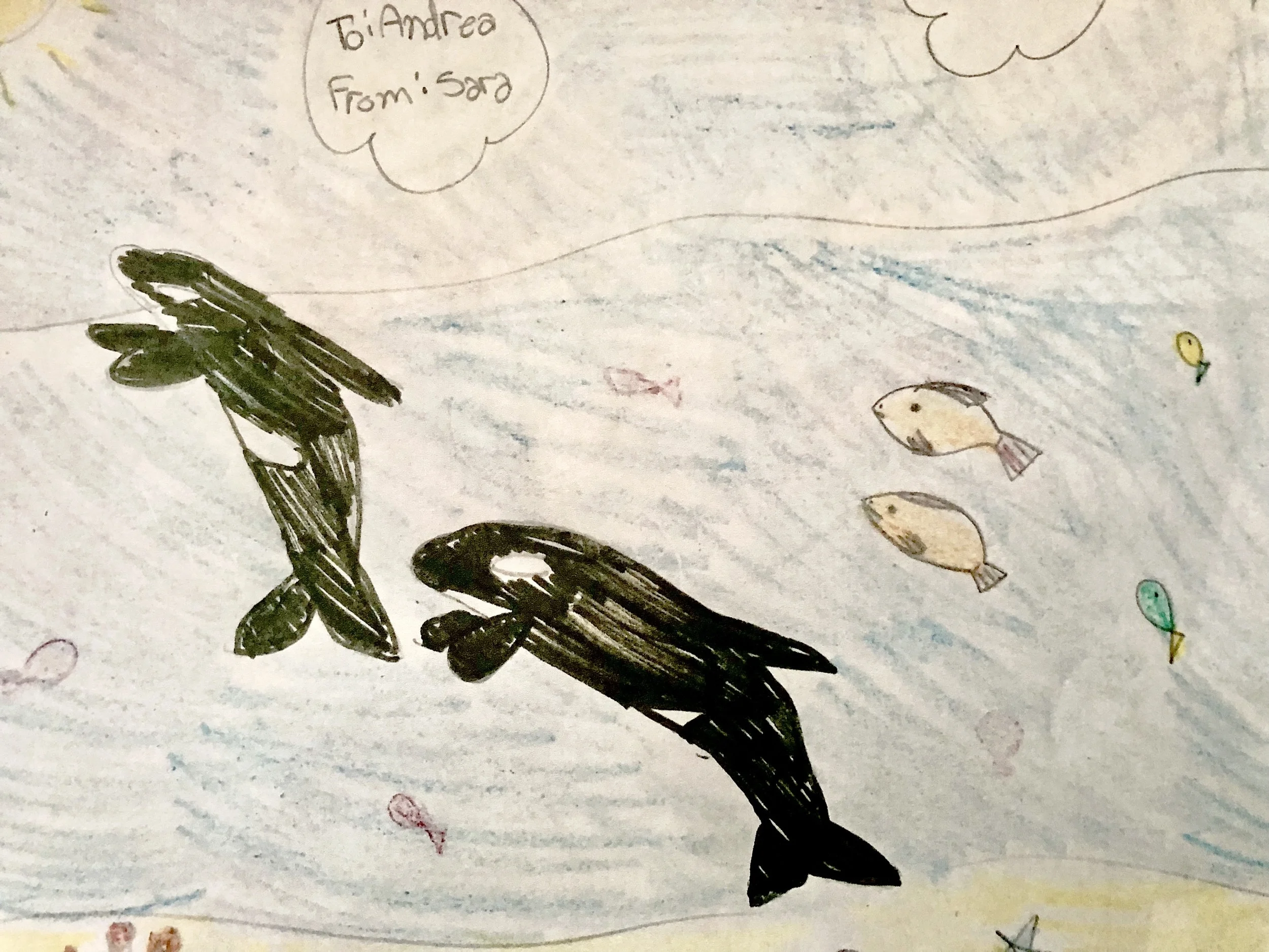 A killer whale drawing from the first grade. A majority of my elementary days was spent perfecting this subject.