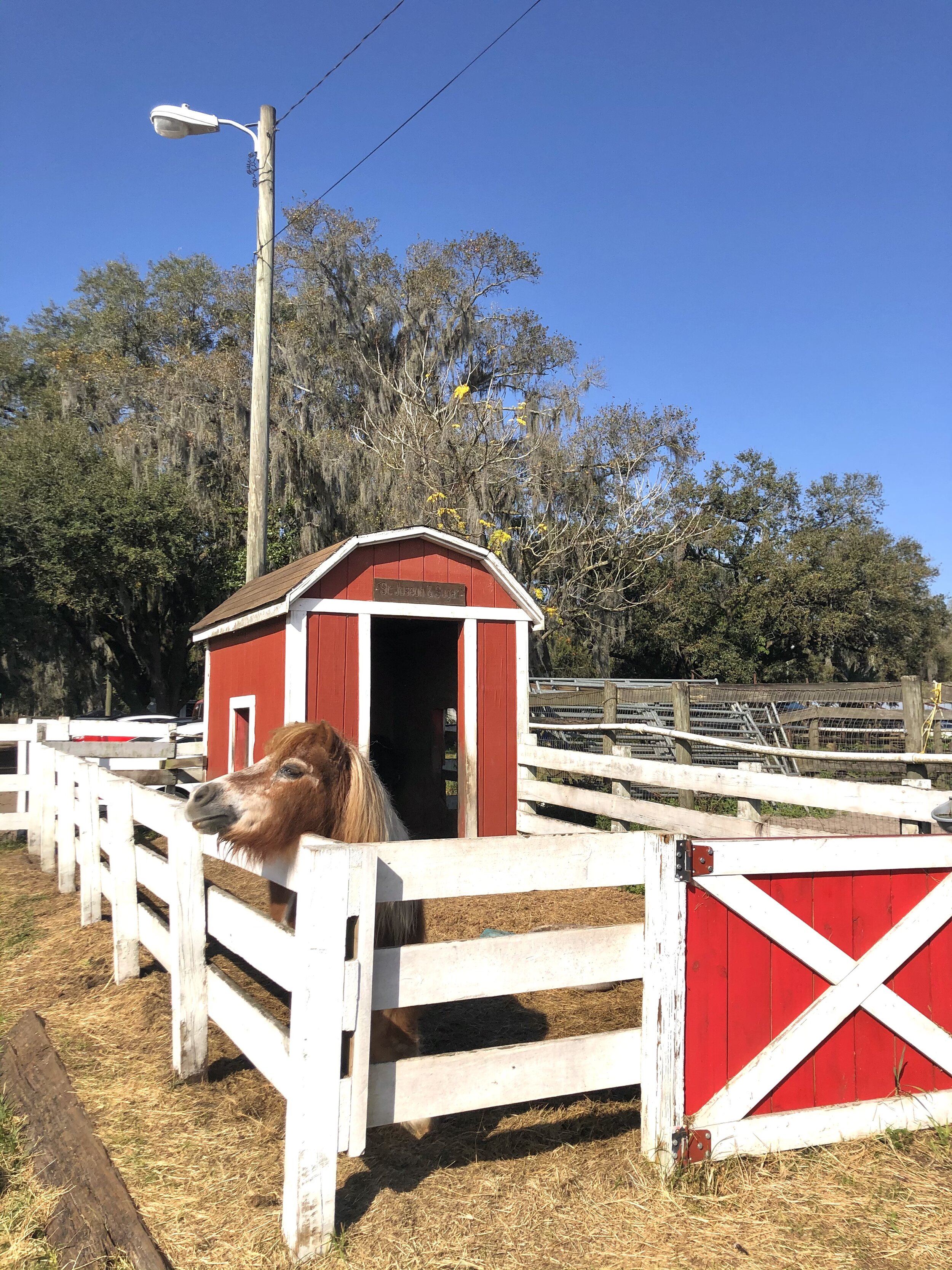 Turkey Creek Stables- Mini Ponies