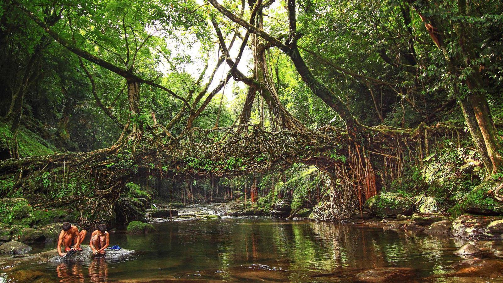 living_root_bridge.jpg