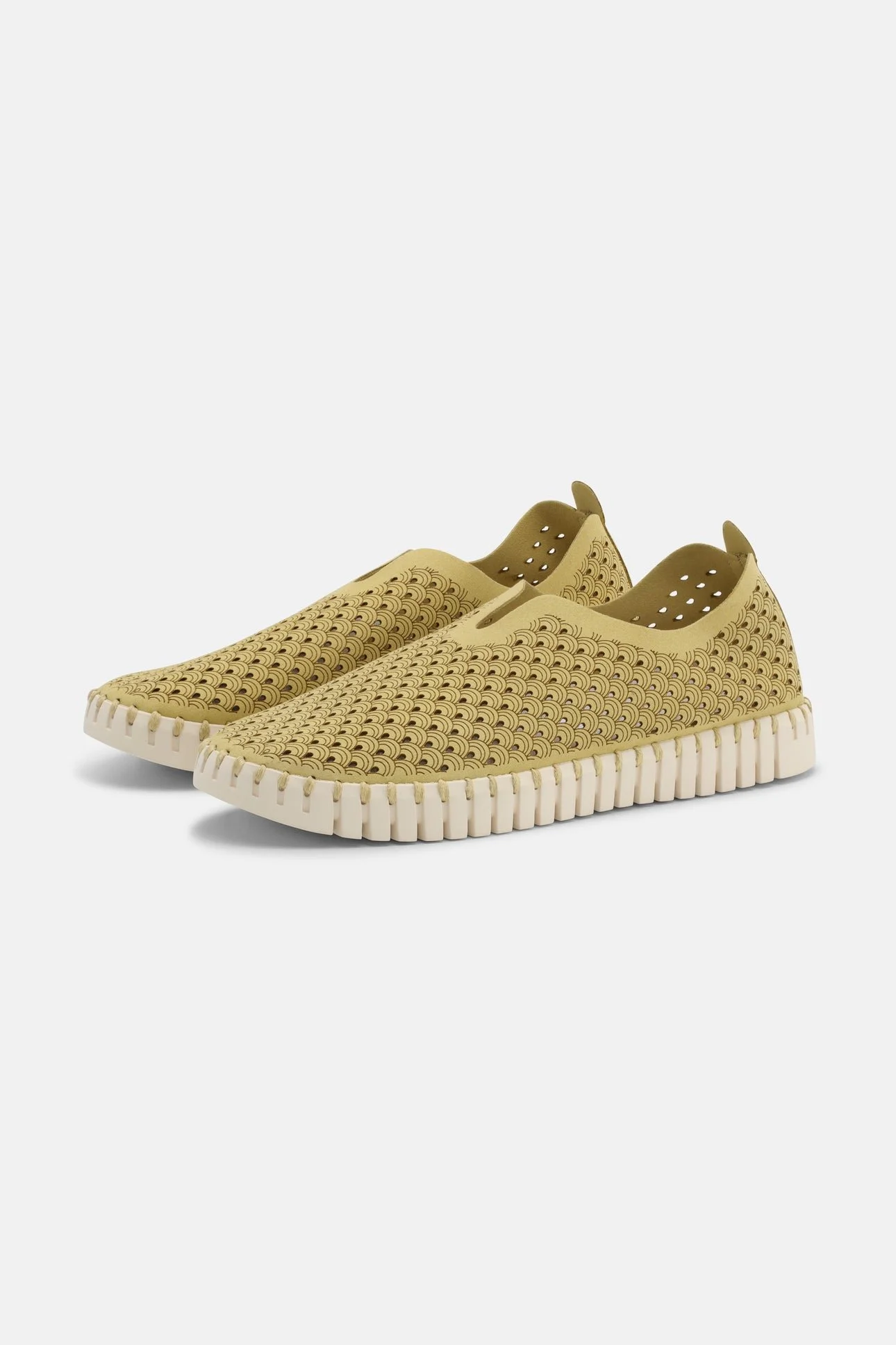 Tulip Flats in Citronella