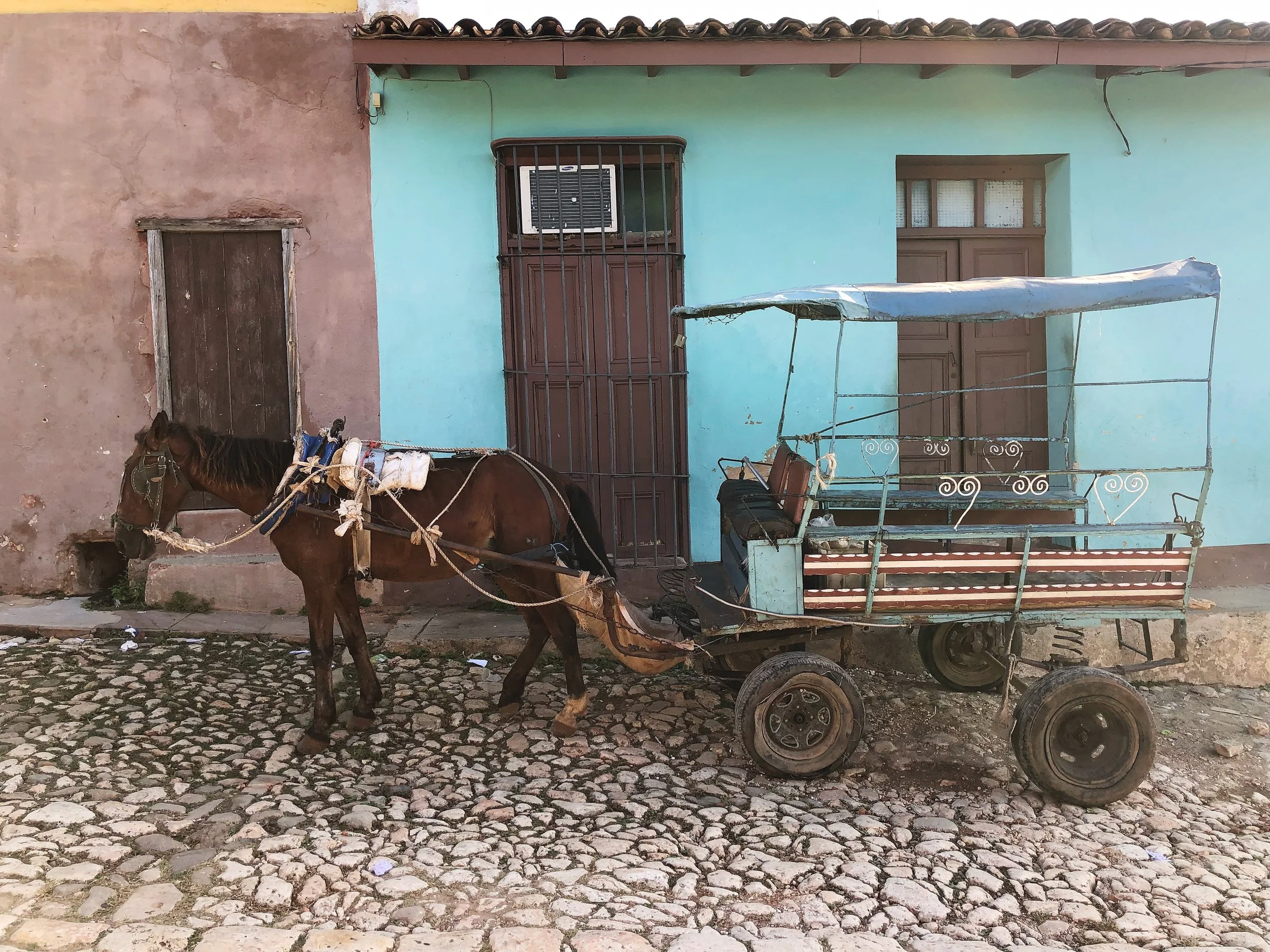 The horse I found in the middle of the street 