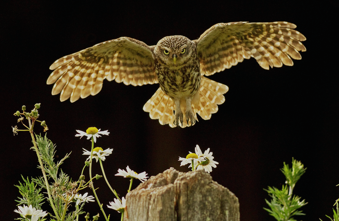 The-Secret-Life-of-Owls-.png