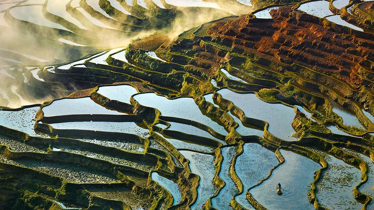 rice paddy.jpg