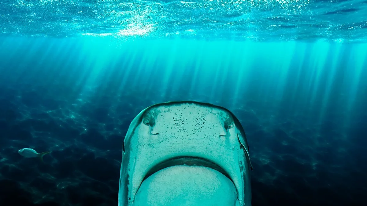 why sharks attack.jpeg