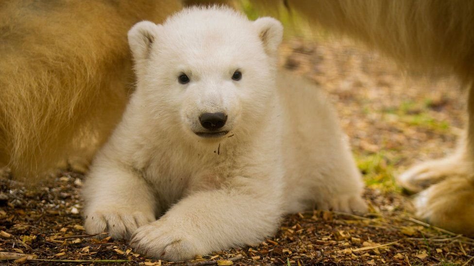 polar bear cub.jpeg