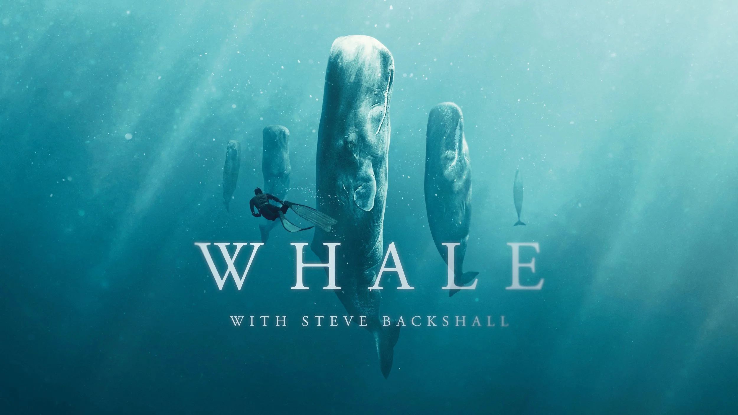 WHALE WITH STEVE BACKSHALL.jpeg