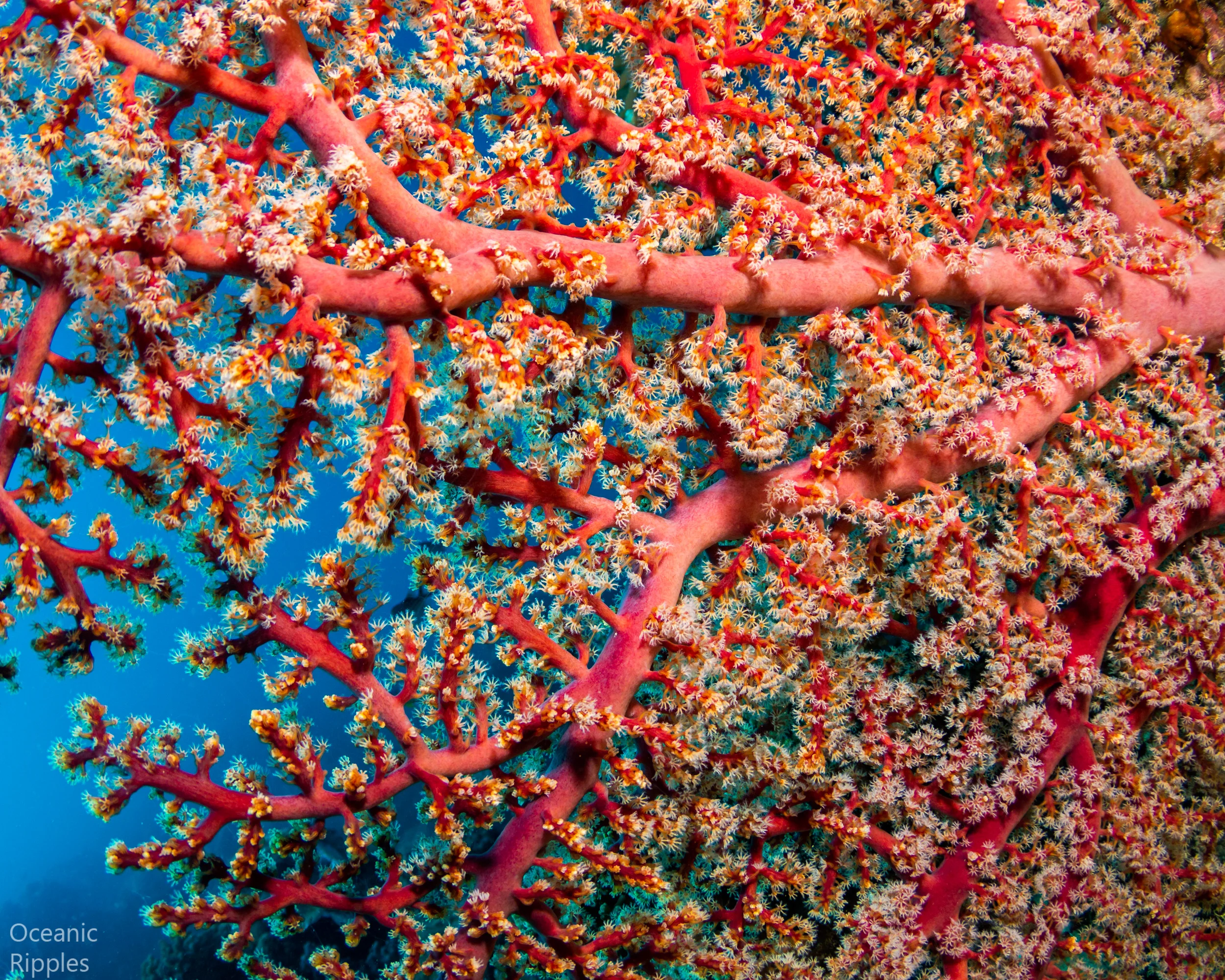 A fan coral at the Great Barrier Reef, stunningly vibrant when lit with my strobes.