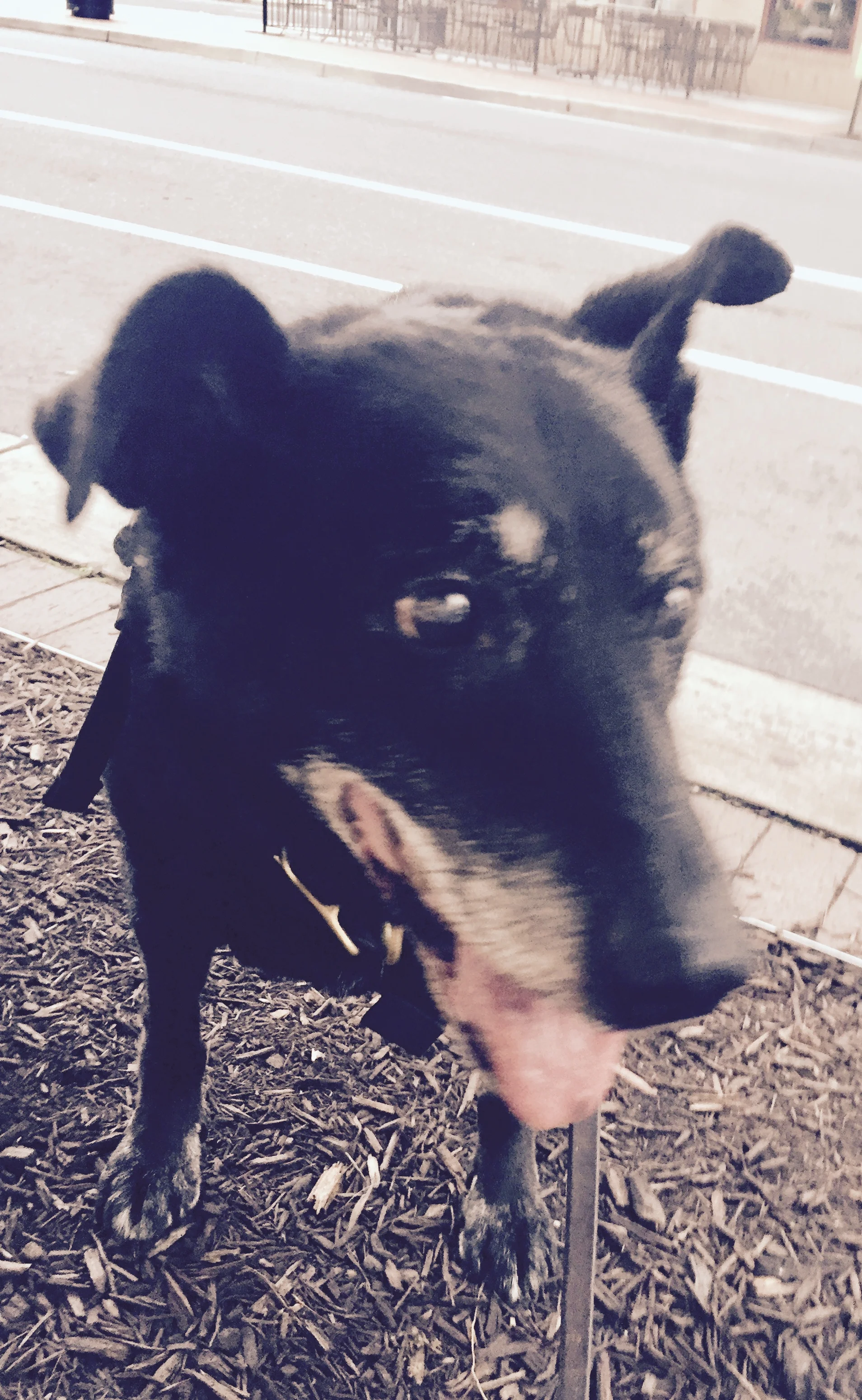 Elder Care and Furballs