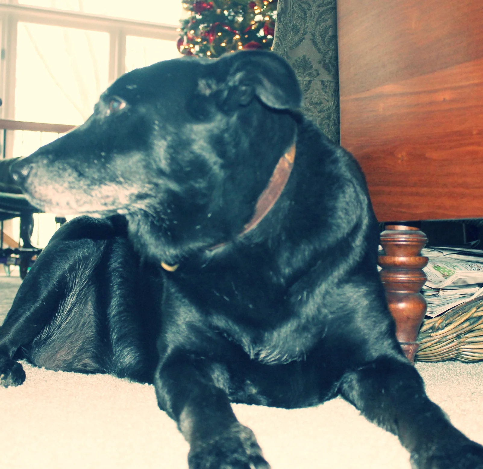 Lessons from My Dog: Aches and Pains Need Not Keep Me from My Goal